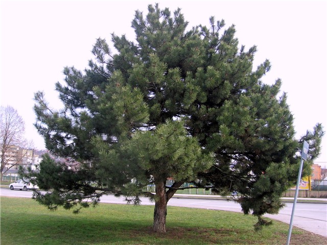 Pinus nigra
